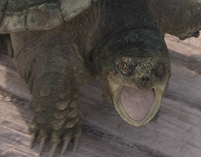 Project thumbnail - Common Snapping Turtle