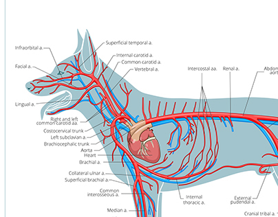 Illustrations for veterinary medicine