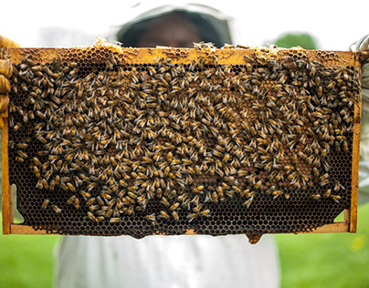 Blütenhonig kaufen - Die Vorteile von Honig essen
