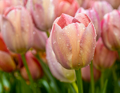 Tulips in water droplets