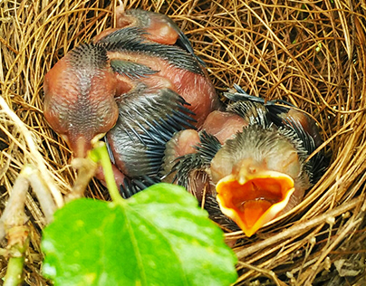 Bird Nest Chicks