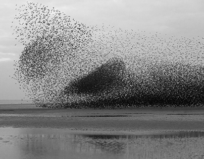 Starlings Above