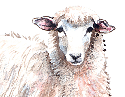 Lamb - Watercolor painting