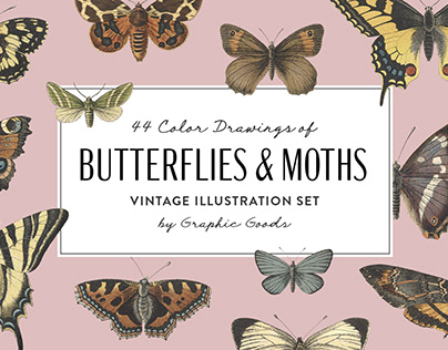 Butterflies and Moths - Vintage Illustrations