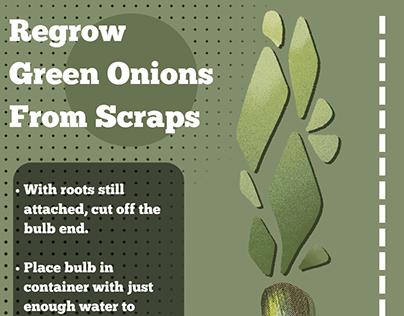 Regrow Green Onions: How-To