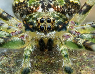 Neotama sp. (Two-tailed Spider)