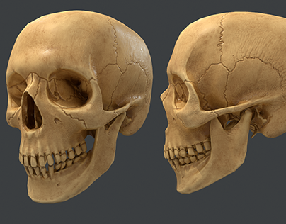 Skull - Anatomy Study