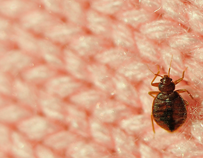 Bed bug extermination Margate FL