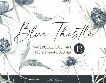 Watercolor Blue Thistle clipart. Dusty botany