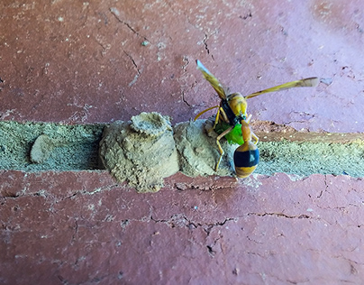 Wasp stuffing a caterpillar into its nest