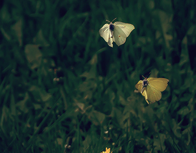 Two butterflies were dancing