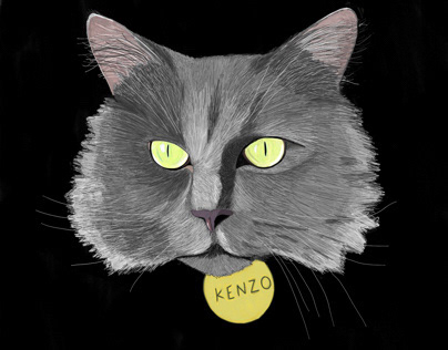 My cat Kenzo