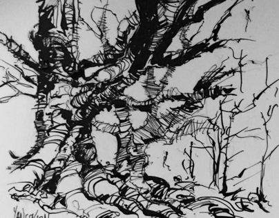 Sketch of trees in a forest