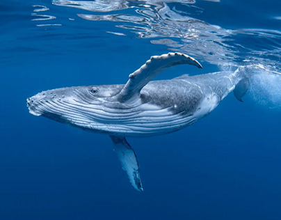 ¿Por qué la ballena azul está en peligro de extinción?
