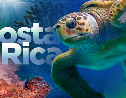 Costa Rica Turtle