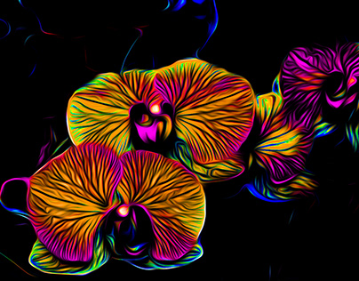 Rainbow Orchids - NightVision
