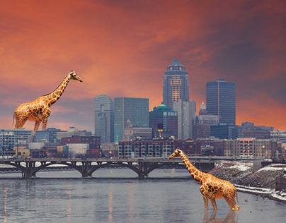 Giraffes in the City