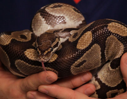 Caring for a Pet Ball Python