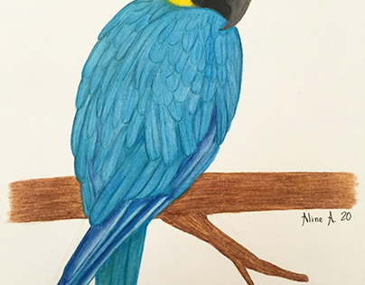 Arara Canindé - Caninde macaw