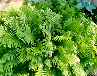 Native Ferns Offers Many Uses In Landscaping