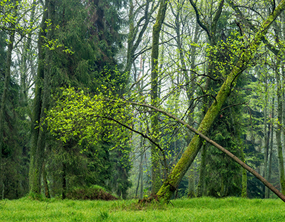 Spring green forest