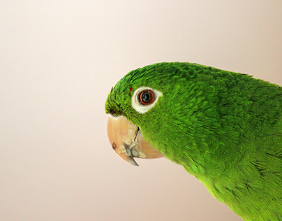 What Can Parakeets Eat and Not Eat – The Ultimate List