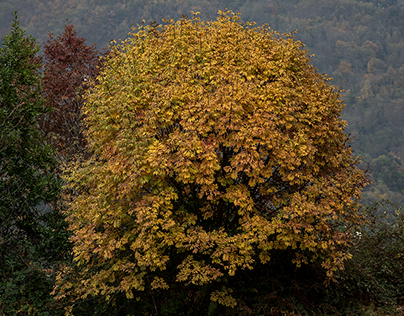 alberi d'autunno