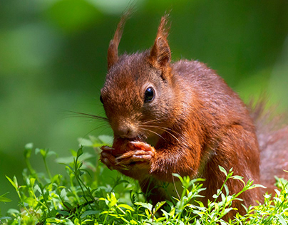 Red Squirrel in the Woods