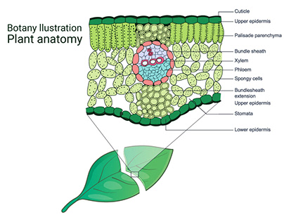 Plant anatomy Illustration Diagram