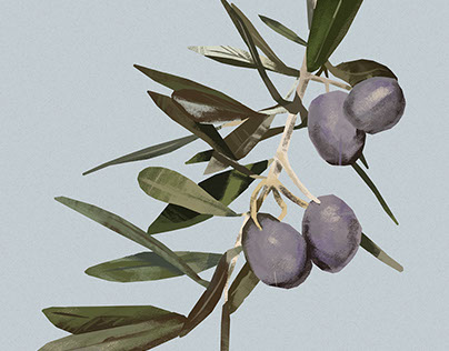 Olive Varieties