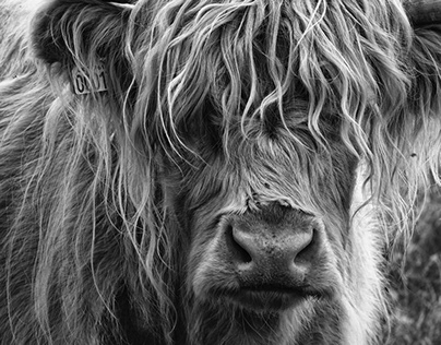 Larks & Highland cattle