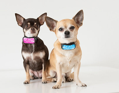 Best shock collar for small dogs