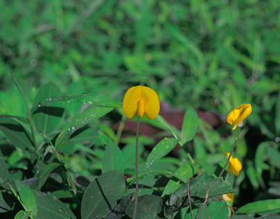 Bokeh Yellow Flower Photogrphy