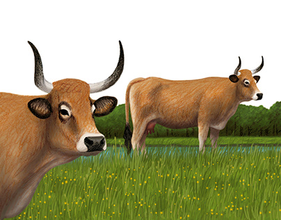 Illustration of cows on stamps 2
