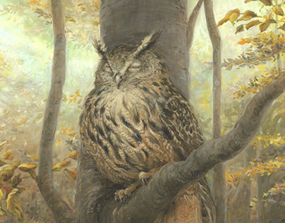 Sleeping owl in a beech forest
