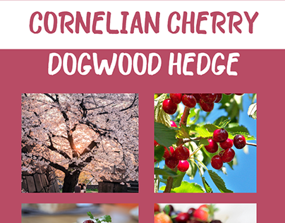 Cornelian Cherry Dogwood Hedge