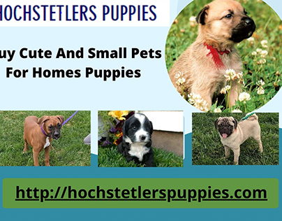 Buy Cute And Small Pets For Homes Puppies Arthur, IL