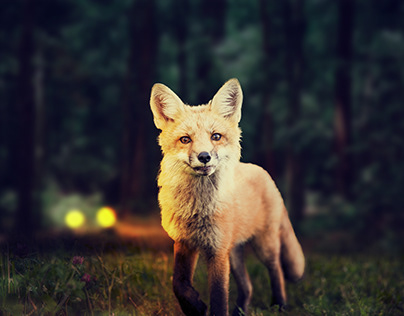 Fox in Headlights