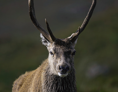 Scotland Deer