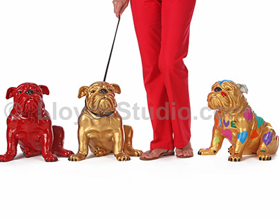 Mind of Canine Website Photography