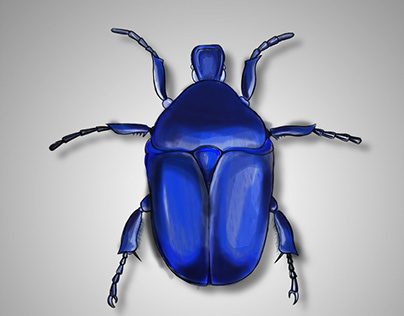 Ilustración científica Escarabajo