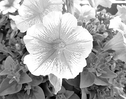 Black and white NJ Flower 3-4