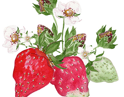 Strawberries in Bloom