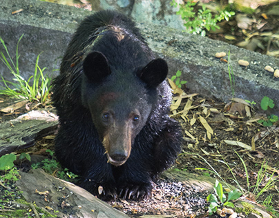Young Black Bear - Townsend, TN - Great Smoky Mountains
