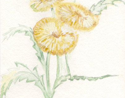 Dandelion. Watercolor.