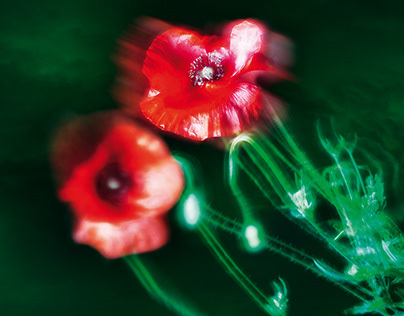 Flowers - Motion blur