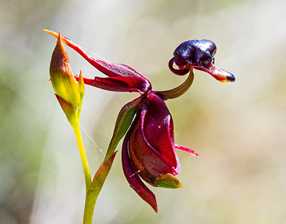 Anglesea heathland orchids 2018