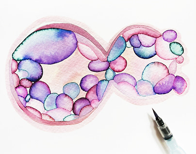 IVF Embryo Watercolors