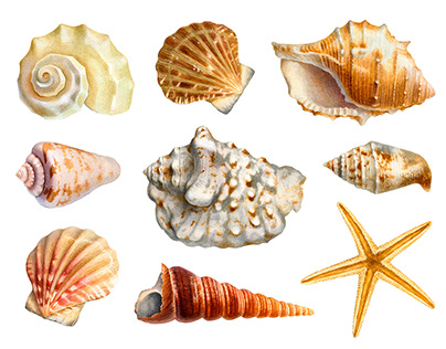 Watercolor seashells