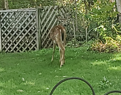 Deer guards my yard